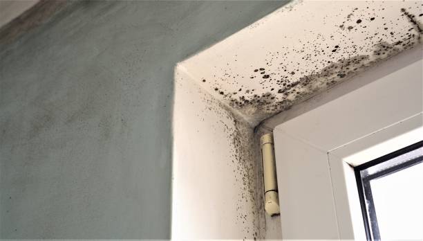 Best Real Estate Mold Inspection  in Metzger, OR