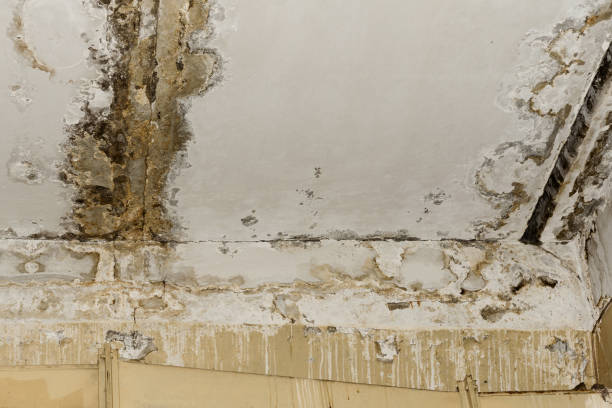 Best Asbestos and Lead Testing During Mold Inspection  in Metzger, OR