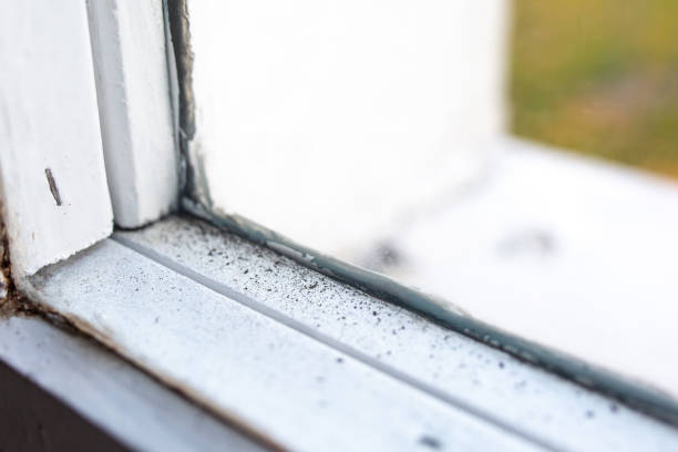 Best Industrial Mold Remediation  in Metzger, OR