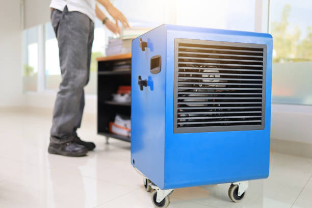 Best Basement Mold Removal  in Metzger, OR