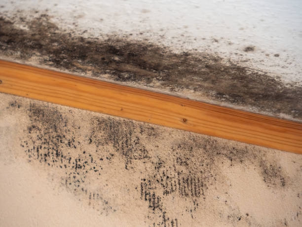 Best Forensic Mold Investigation  in Metzger, OR