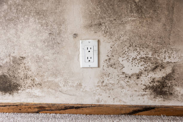 Best Environmental Consulting for Mold Prevention  in Metzger, OR