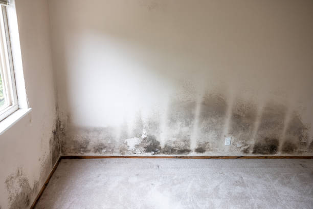 Best Water Damage & Mold Remediation  in Metzger, OR
